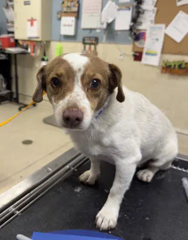 Charlie - Jack Russell Terrier (Parson Russell Terrier)