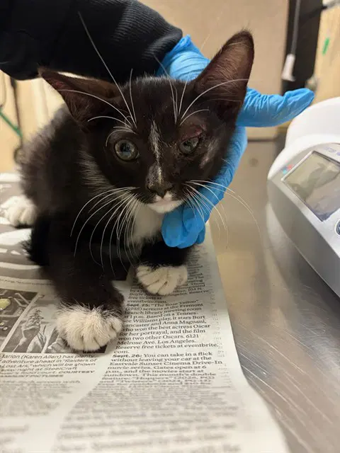 Brink - Domestic Short Hair