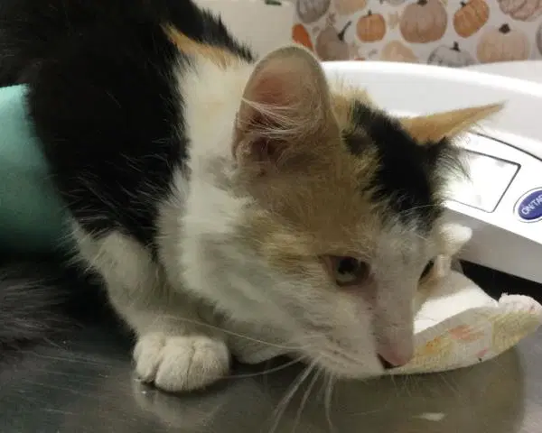 Maple - Domestic Short Hair