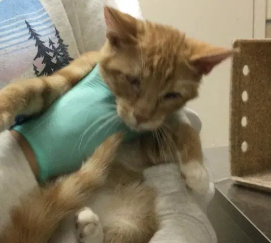 Pinecone - Domestic Short Hair