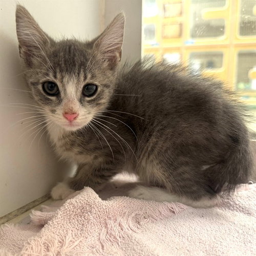 Babe, Domestic Short Hair (medium coat)