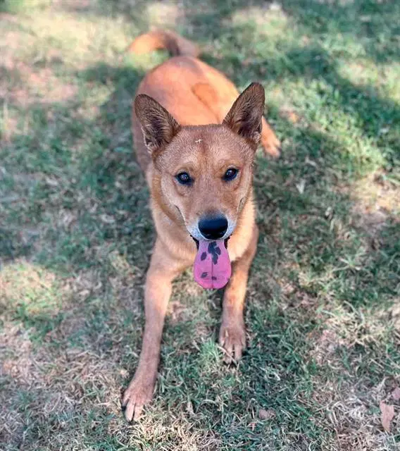 Copper - Chow Chow