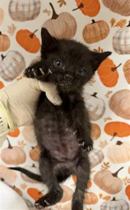 Coco image 1
