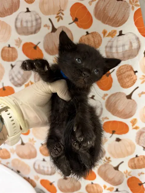 Peanut image 1
