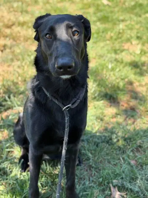 Wednesday - German Shepherd Dog