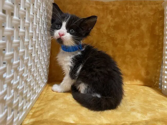 Oreo - Domestic Short Hair