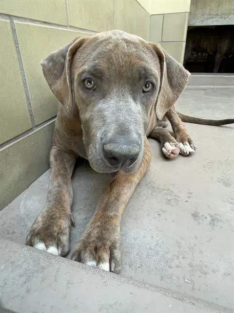 Bronco - Pit Bull Terrier