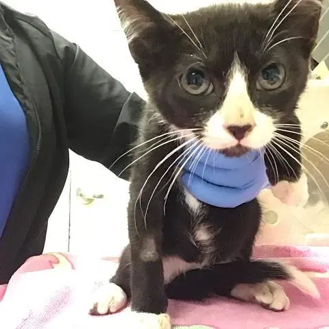 Luna - Domestic Short Hair