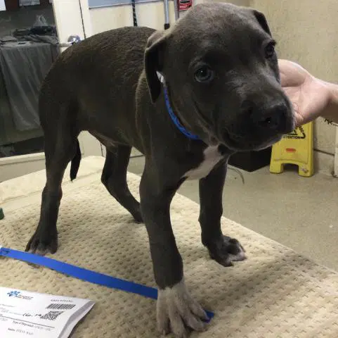 Cobalt - Pit Bull Terrier