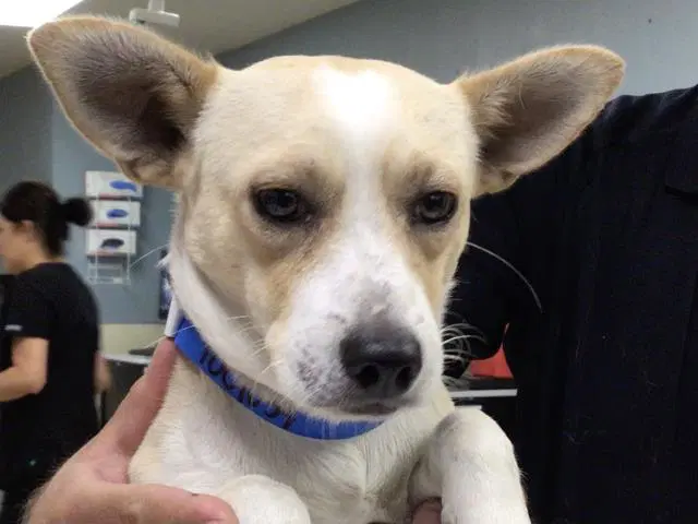 Ray - Chihuahua