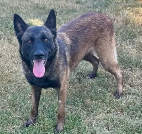 Skylar - Belgian Shepherd Malinois