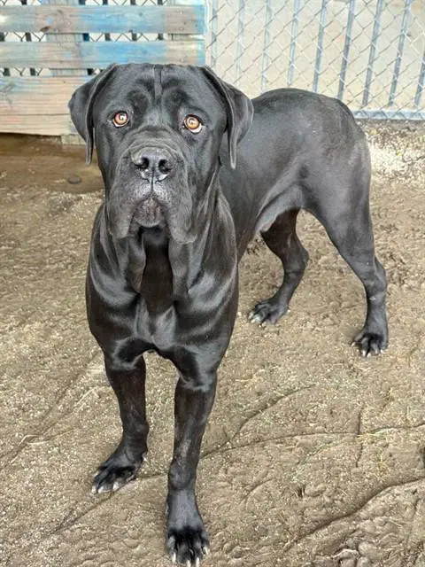 Victor - Cane Corso Mastiff