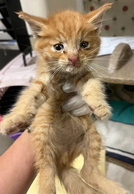 Garfield - Domestic Short Hair