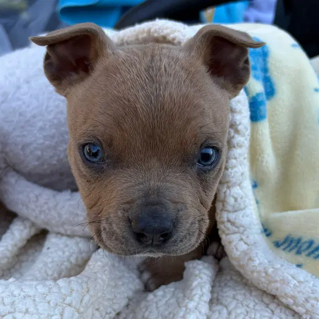 Kiyoto - Pit Bull Terrier