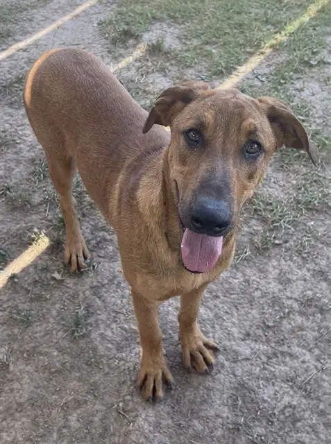 Miles - Rhodesian Ridgeback