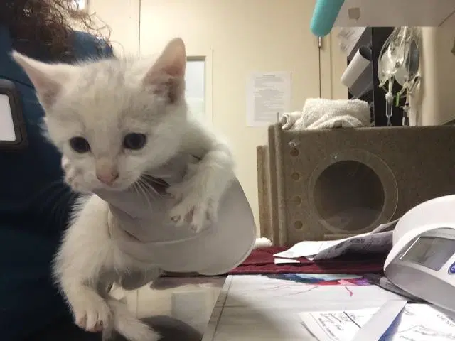 Olaf - Domestic Short Hair