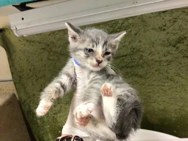 Luke - Domestic Short Hair
