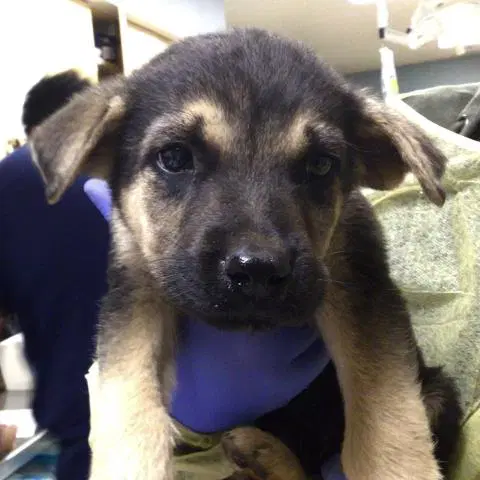 Rain - German Shepherd Dog