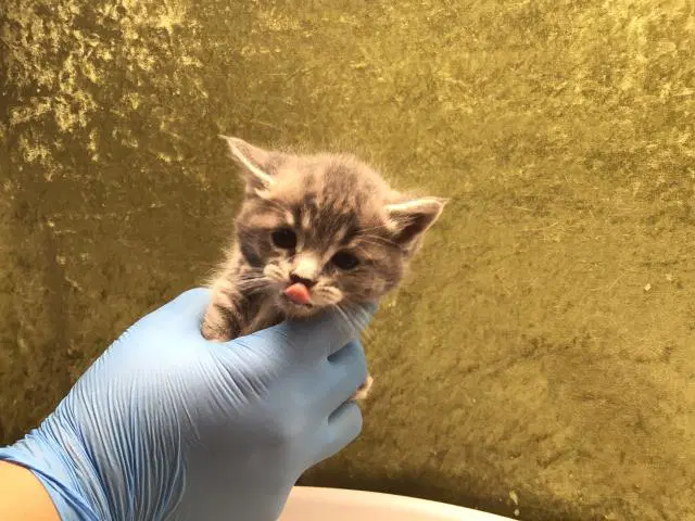 Cutie Pie image 1