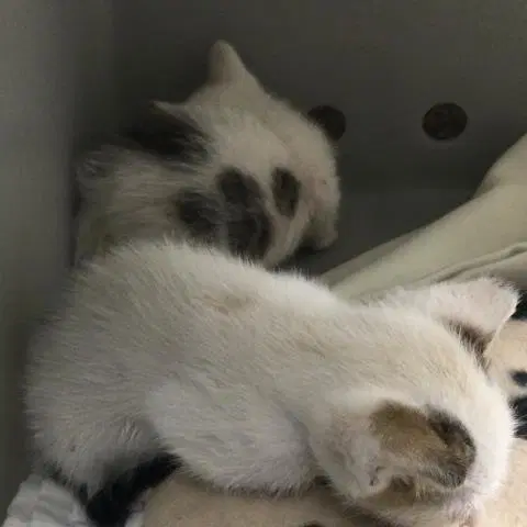 Baby Boop image 1