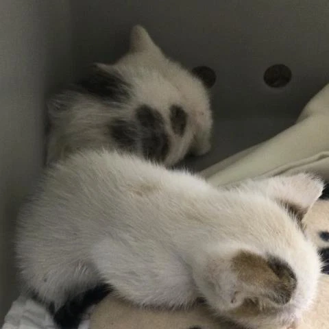 Baby Boop