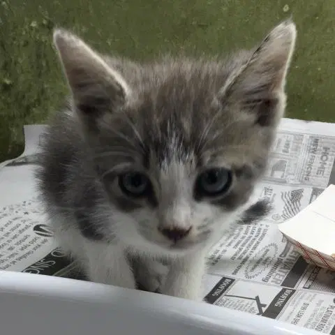Theo image 1