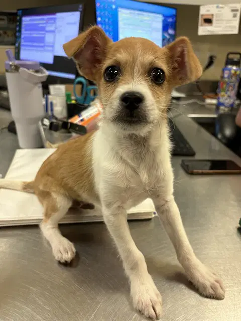 Tyler - Terrier