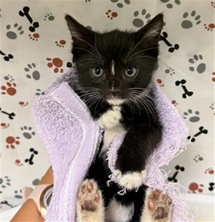 Leah image 1
