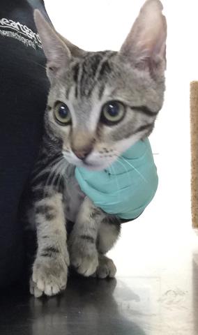 Flash, Domestic Short Hair (medium coat)