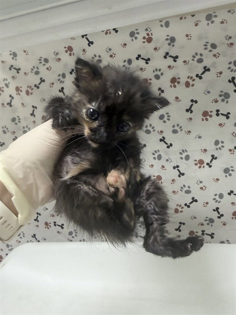 CLAWDIA