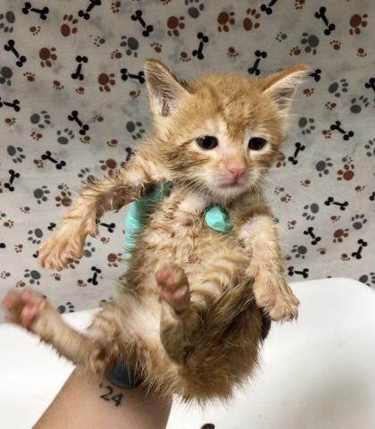 ED