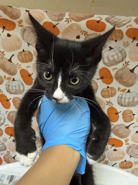 Mazzie - Domestic Short Hair