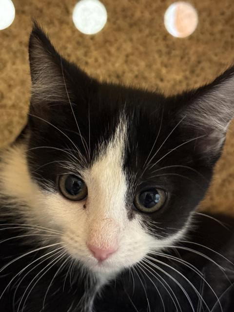 Dolly, Domestic Short Hair (medium coat)