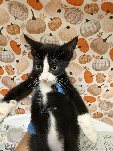 Holly, Domestic Short Hair (medium coat)