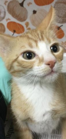 Diego, Domestic Short Hair (medium coat)