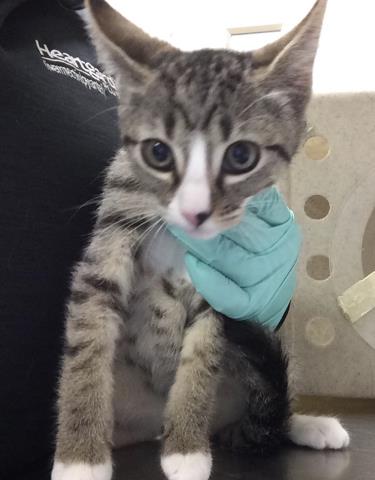 Molly, Domestic Short Hair (medium coat)