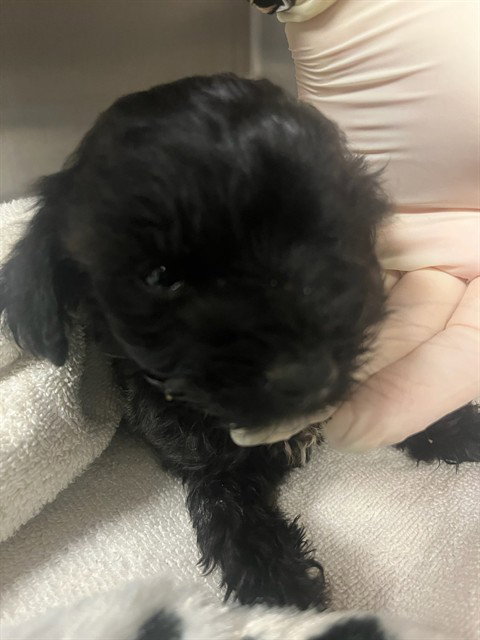 TOBY BEAR