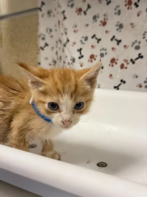 Benny - Domestic Short Hair