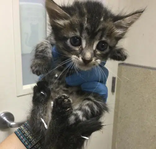 Kerry - Domestic Short Hair