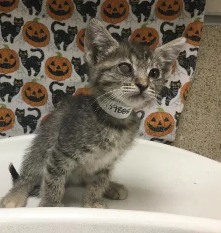 Rory - Domestic Short Hair