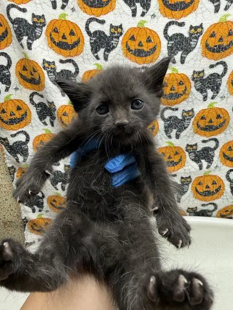 Frankie image 1