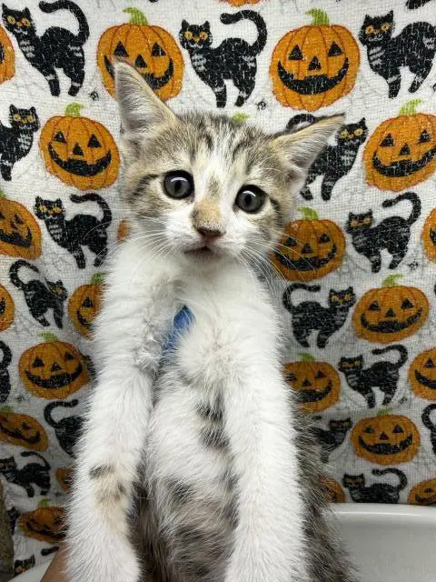 Pumpkin image 1