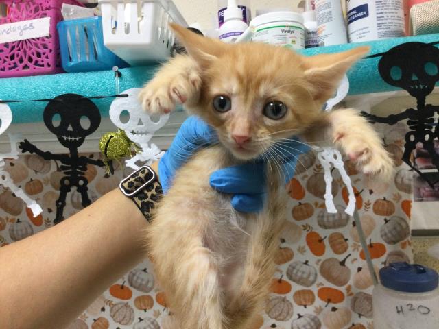 Pumpkin