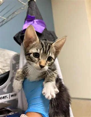 Binx image 1