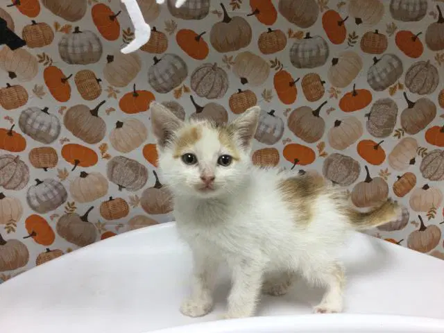 Mitsy image 1