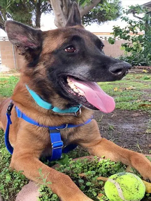 Storm - Belgian Shepherd Malinois