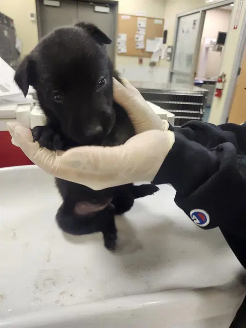 Pinto - Belgian Shepherd Malinois