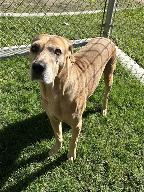 Romeo - Pointer