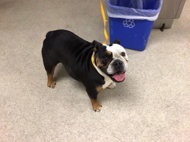 Valentine - English Bulldog