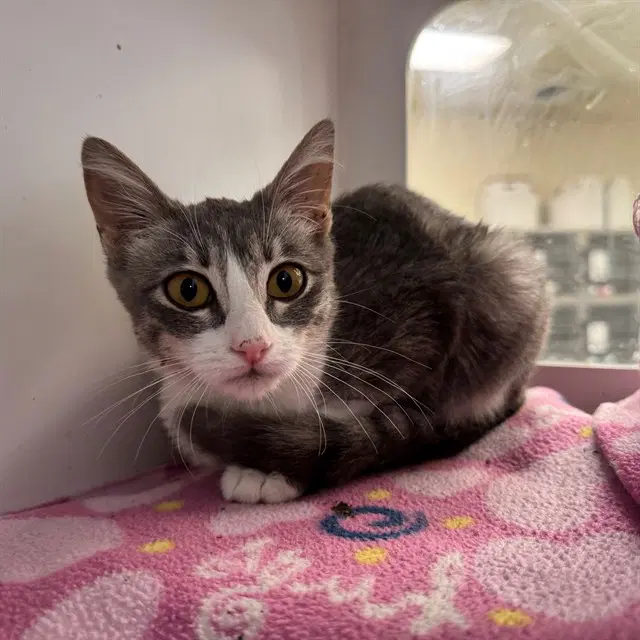 Mitchy - Domestic Short Hair